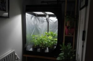 Tenda de Cultivo Compacta: A Solução para Apartamentos Pequenos