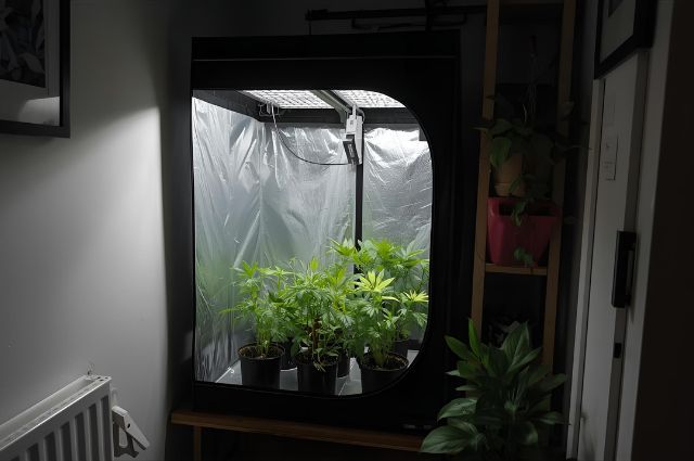 Tenda de Cultivo Compacta: A Solução para Apartamentos Pequenos